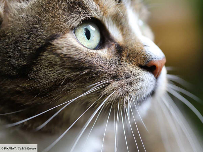 pourquoi les chats ont-ils des pupilles verticales ?