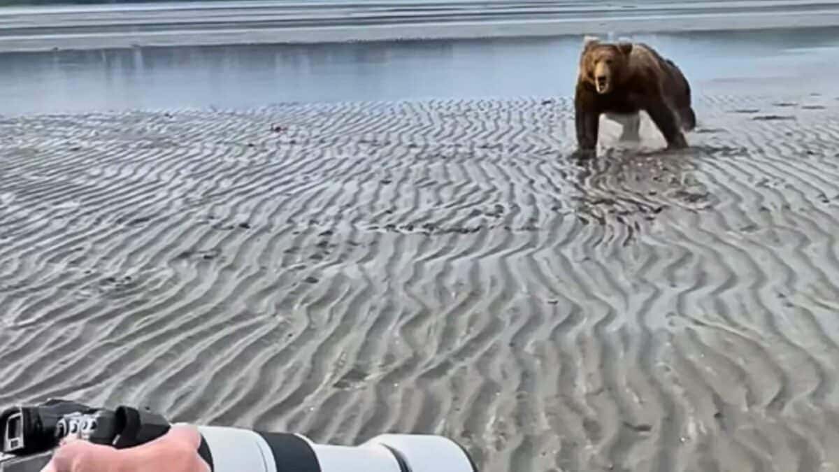 <p>While the group was observing a calm bear digging holes on the sandy shores of the National Park, a brown bear in the distance suddenly started charging toward them at a rapid pace. The rapid approach of the <a href="https://www.animalsaroundtheglobe.com/mysteries-of-a-snorkeling-bear-uncovered/">bear</a> caught everyone off guard, heightening the situation’s tension.</p>           Sharks, lions, tigers, as well as all about cats & dogs!           <a href='https://www.msn.com/en-us/channel/source/Animals%20Around%20The%20Globe%20US/sr-vid-ryujycftmyx7d7tmb5trkya28raxe6r56iuty5739ky2rf5d5wws?ocid=anaheim-ntp-following&cvid=1ff21e393be1475a8b3dd9a83a86b8df&ei=10'>           Click here to get to the Animals Around The Globe profile page</a><b> and hit "Follow" to never miss out.</b>