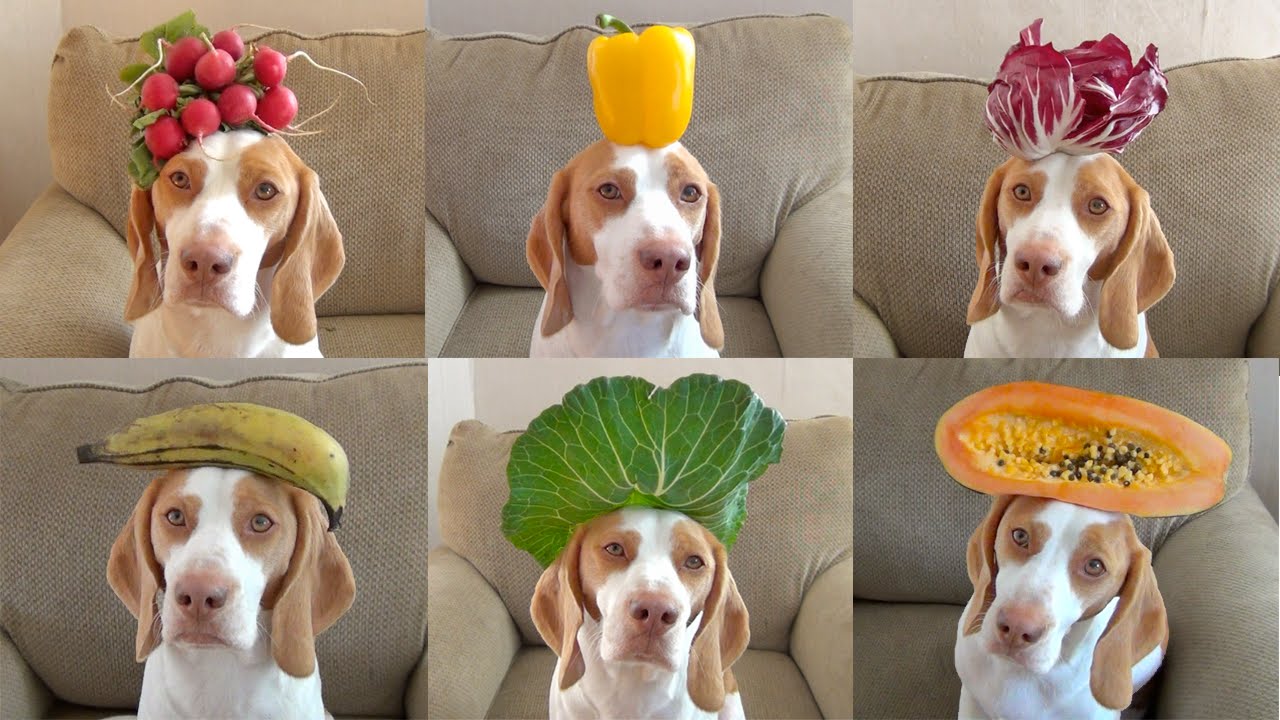 100 Fruits & Vegetables on Dog&apos;s Head in 100 Seconds: Cute Dog May...