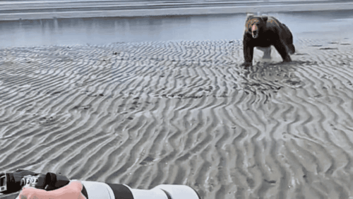<p>In a heart-stopping encounter in Alaska’s Chinitna Bay on Lake Clark’s Cook inlet, a group of tourists and photographers found themselves in the direct path of a charging brown bear.</p>              Sharks, lions, tigers, as well as all about cats & dogs!           <a href='https://www.msn.com/en-us/channel/source/Animals%20Around%20The%20Globe%20US/sr-vid-ryujycftmyx7d7tmb5trkya28raxe6r56iuty5739ky2rf5d5wws?ocid=anaheim-ntp-following&cvid=1ff21e393be1475a8b3dd9a83a86b8df&ei=10'>           Click here to get to the Animals Around The Globe profile page</a><b> and hit "Follow" to never miss out.</b>