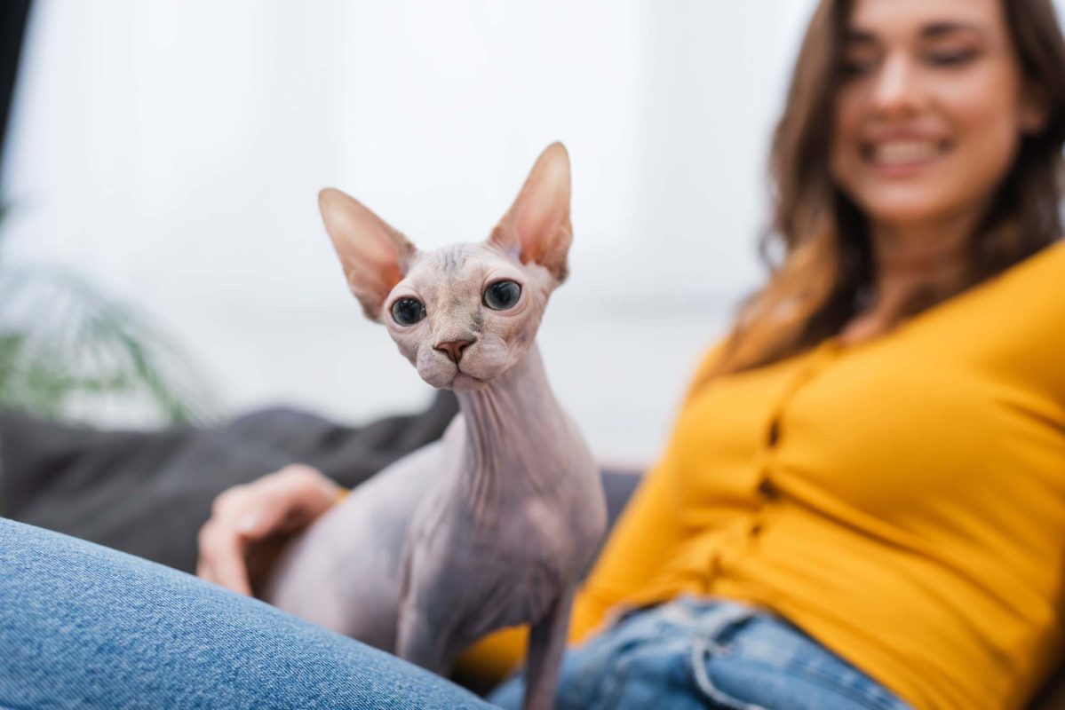 These Cat Breeds Can Be Downright Mean