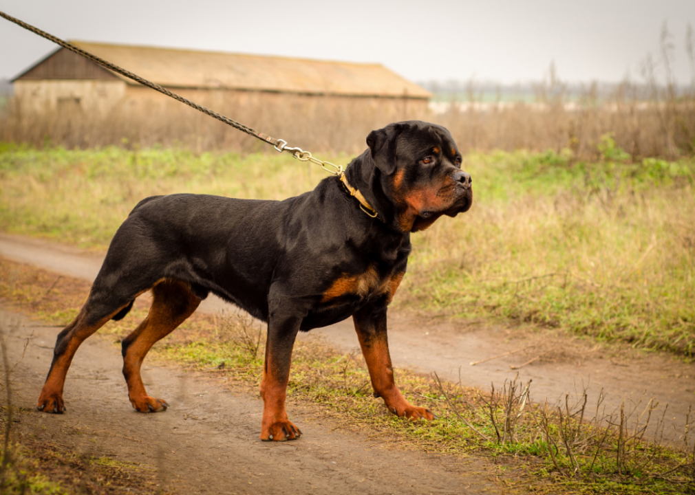 Meet the world's biggest dog breed—plus. check out the runners-up