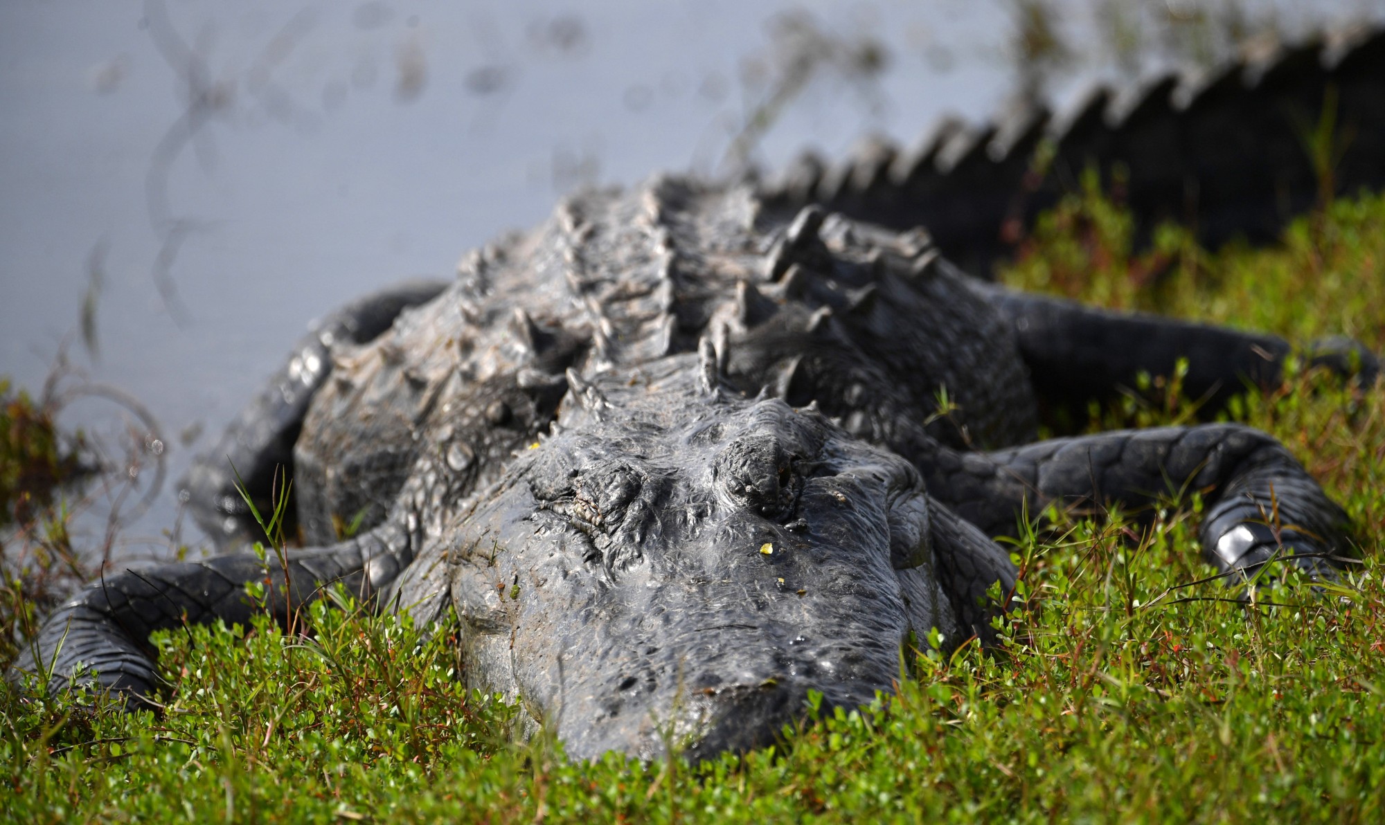 15 Little-known Facts About Alligators