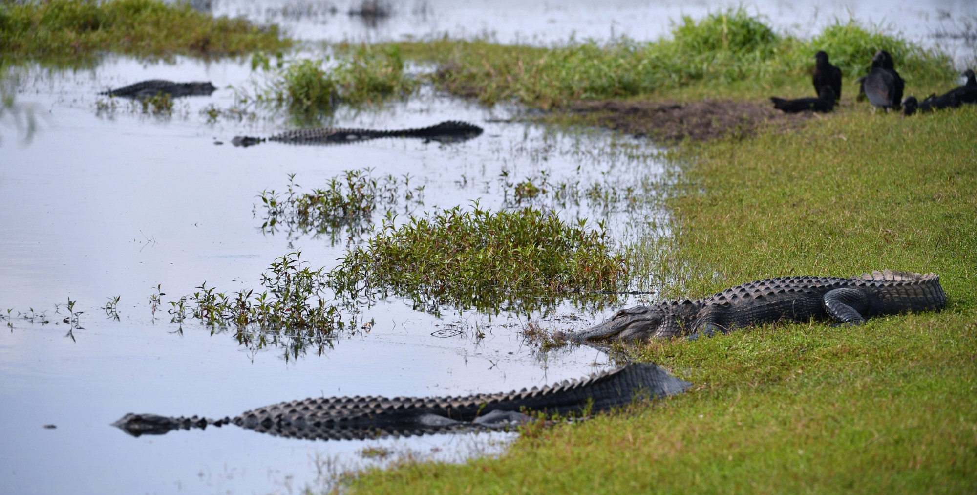 15 Little-Known Facts About Alligators