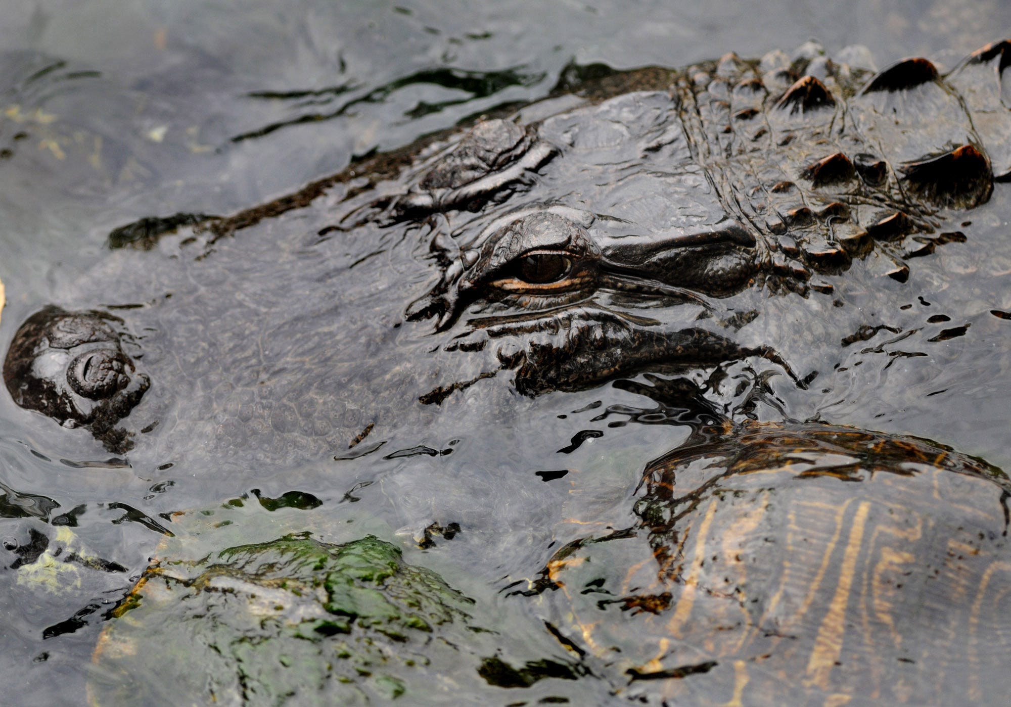 15 Little-Known Facts About Alligators