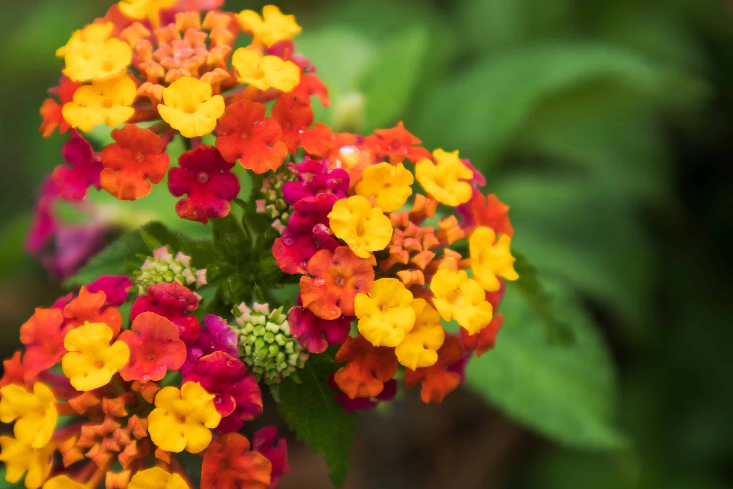 7 Potted Flowers That Attract Hummingbirds