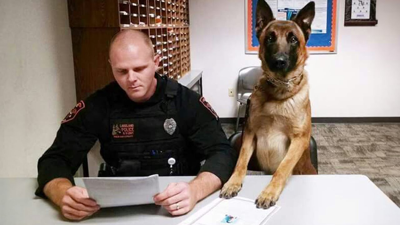Dogs outperform humans at everyday tasks without warning