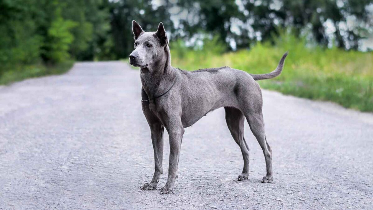 11 Rare Dog Breeds You Ve Likely Never Encountered