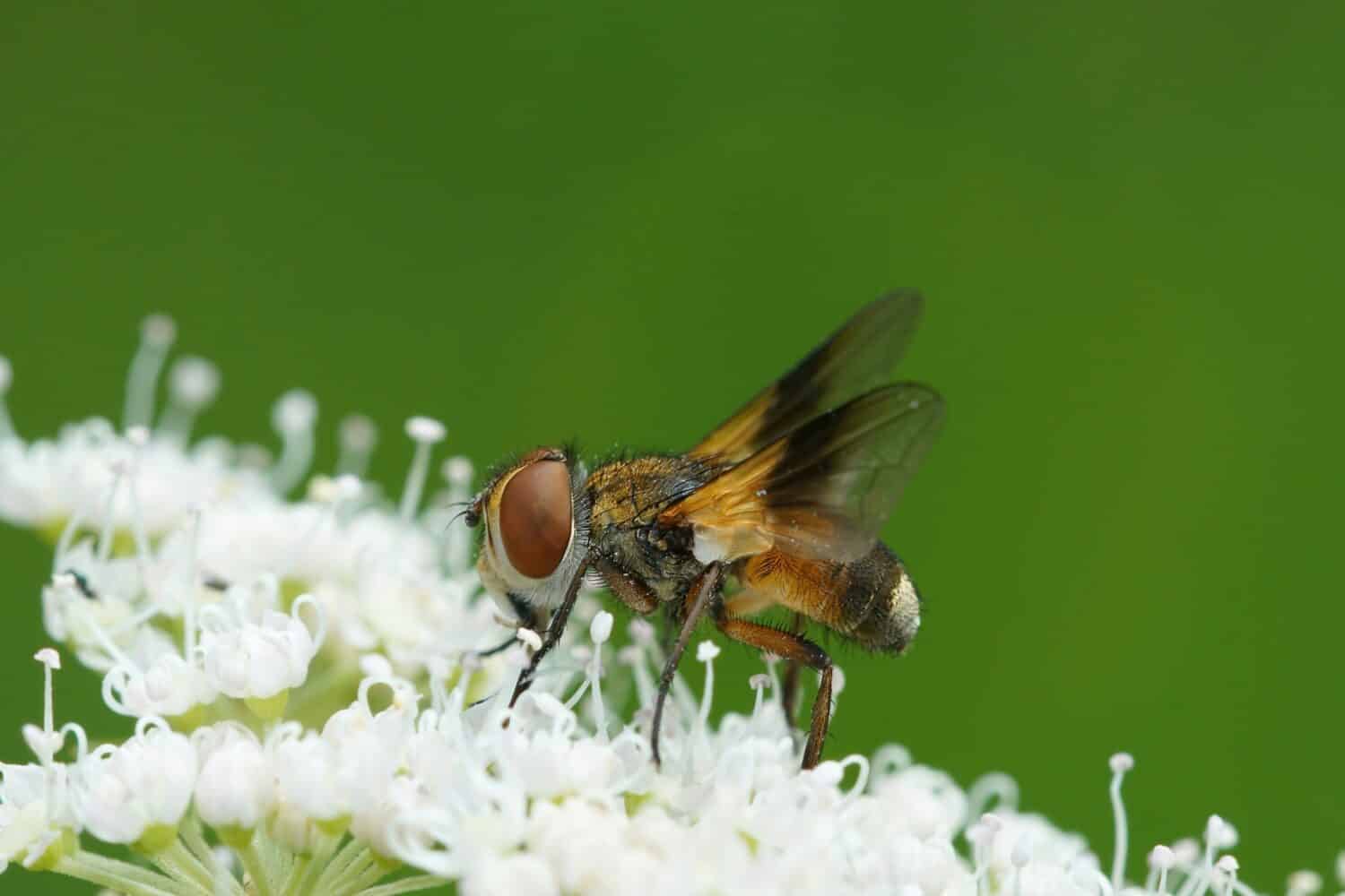 6 Beneficial Insects You Actually Want to See in Your Yard