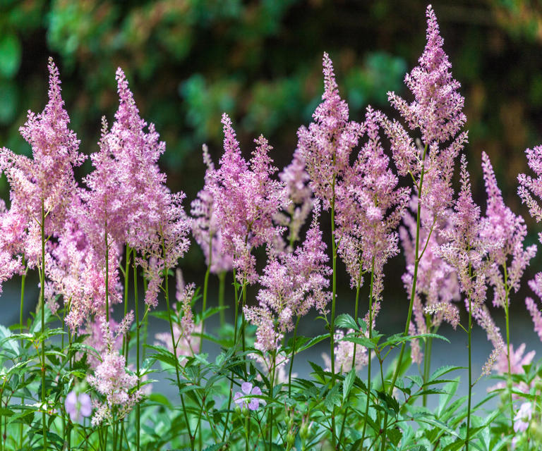 Should you cut back astilbe in the fall or winter? Expert pruning