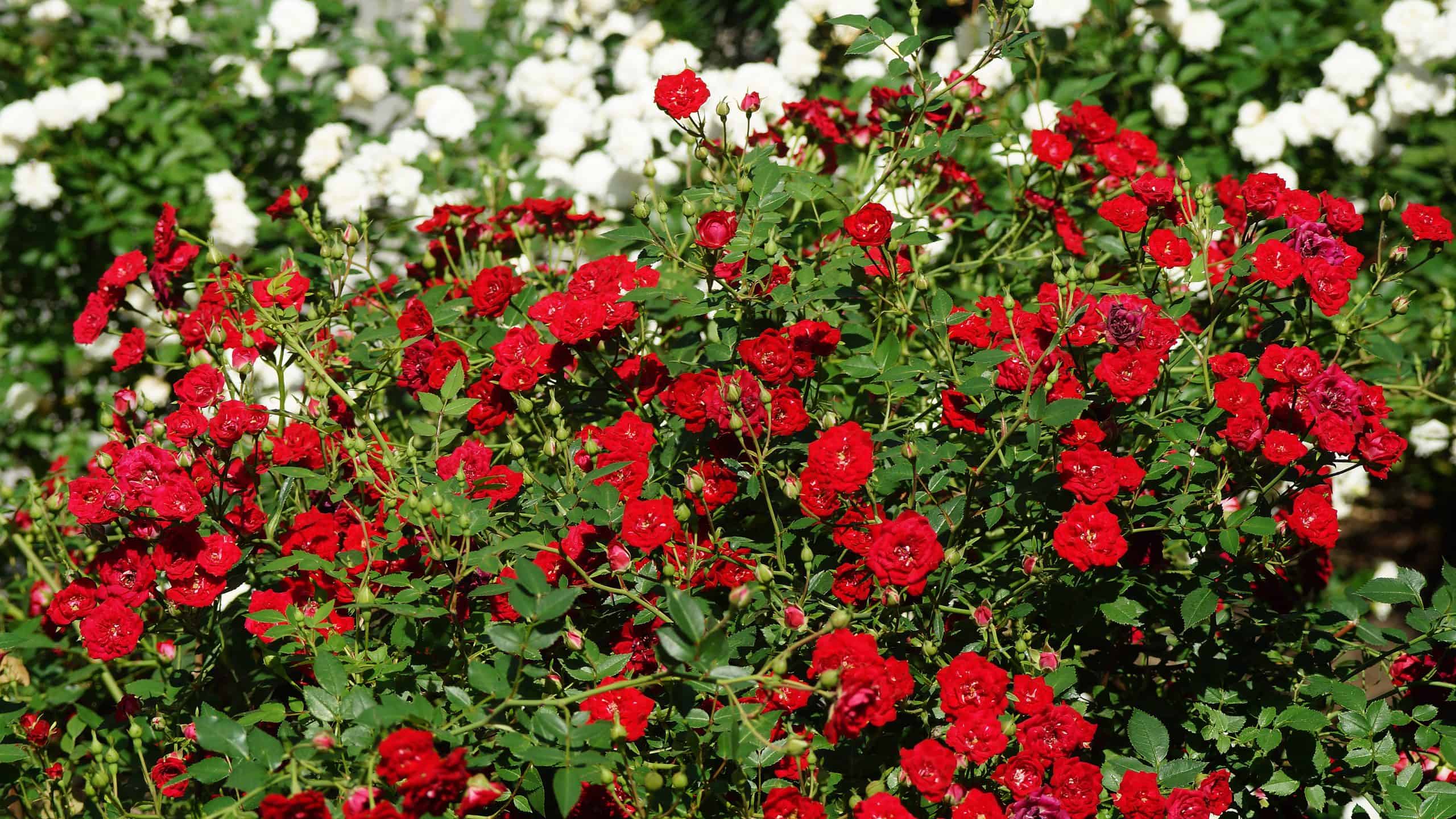 8-suggestions-for-what-to-plant-with-roses