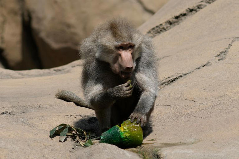 Lions given popsicles and birds air con as monkeys continue to drop ...