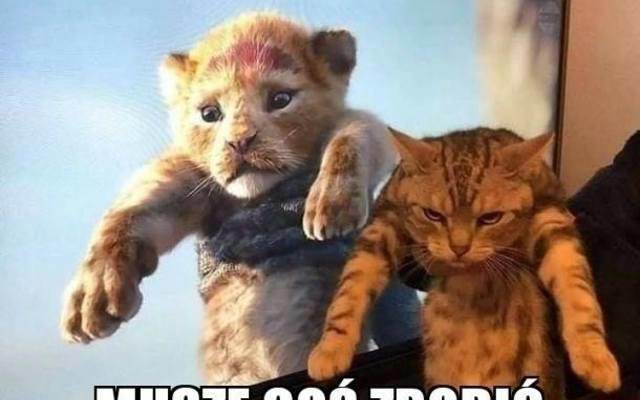 najśmieszniejsze memy o kotach. leniwe, słodkie i prześmieszne. te memy rozbawią was do łez! 13.06.2024