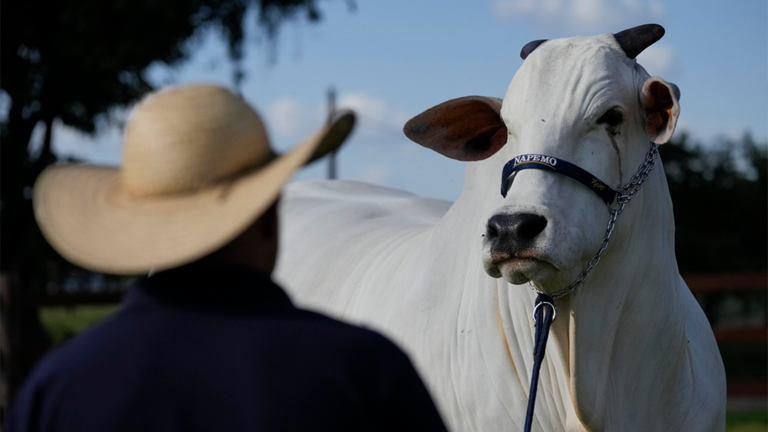 A stockman watches over the Nelore cow known as Viatina-19 at a farm in Uberaba, Minas Gerais state, Brazil, Friday, April 26, 2024. AP Newsroom