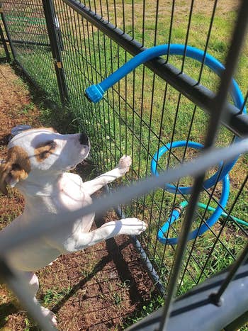 mister wrapped around a metal fencing cooling off reviewer's puppy
