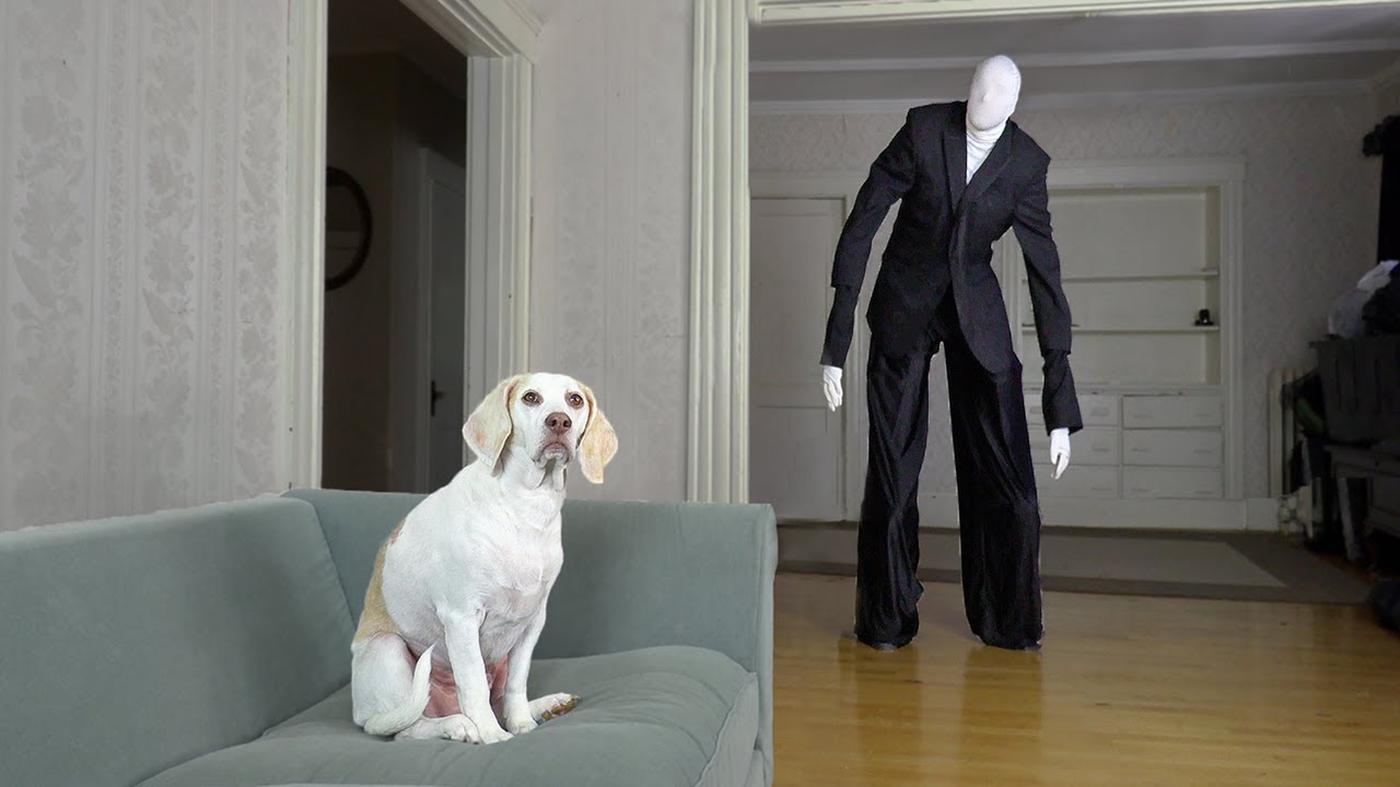 Dog Unimpressed By Slenderman Costume & Other Monsters: Funny Dog Maymo ...