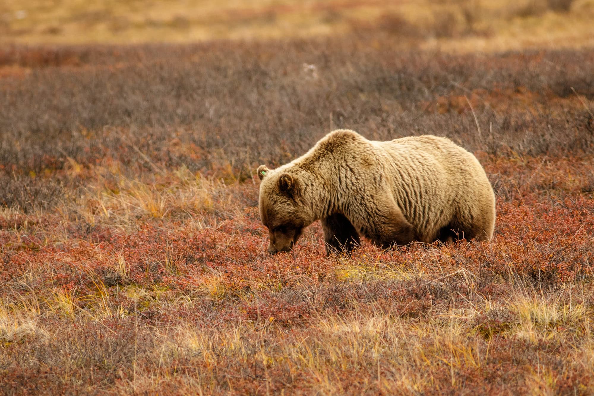 <p>If you’re like us, spending time watching wildlife isn’t just a hobby; it’s a passion. And <strong>where better to indulge this passion than in Alaska, a place so rich in animals it’s like stepping into a live documentary</strong>, minus the voiceover.</p> <p>And yes, Alaska has been on our must-visit list longer than we’d like to admit. We’re aiming for the summer of 2025, and trust us, we’ve been doing our homework to make every second count. </p> <p>So, for travelers wading through the sea of possibilities when it comes to seeing wildlife, unsure where to cast your anchor during a visit, we’re here to guide you. Having sifted through endless options, <strong>we’re bringing you a list of wildlife experiences in Alaska that promise to be nothing short of epic</strong> (and are certainly on our bucket list for next year).</p>