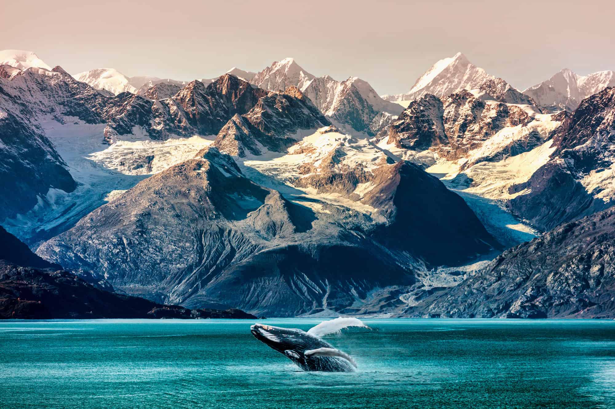 <p>Heading into <a href="https://www.travelalaska.com/Destinations/Parks-Public-Lands/Glacier-Bay-National-Park-Preserve" rel="noreferrer noopener">Glacier Bay</a> on a marine wildlife cruise is essentially hitting the jackpot for anyone who appreciates Mother Nature’s more dramatic moments – minus the drama of reality TV. Here, you’ll glide past towering glaciers that dwarf even the most inflated egos, <strong>witnessing chunks of ice calving into the steel-blue waters</strong> below. </p> <p>But it’s not just about ice; the bay is a bustling metropolis for sea creatures. You’re likely to spot humpback whales doing their version of morning stretches with fluke-up dives and breeches that put Olympic divers to shame, as <strong>this area serves as a crucial feeding ground for these giants</strong>. </p> <p>Other possibilities include sea otters, seals and sea lions, orcas, and dolphins. Expect to see various seabirds during your cruise as well.</p> <div class="wp-block-kadence-iconlist kt-svg-icon-list-items kt-svg-icon-list-items3695_0a9dad-a5 kt-svg-icon-list-columns-1 alignnone"> <ul class="kt-svg-icon-list"> <li class="wp-block-kadence-listitem kt-svg-icon-list-item-wrap kt-svg-icon-list-item-3695_10dd43-64"><span><strong>Best Time To Visit:</strong> Summer (May To September)</span></li> </ul> </div>  <div class="wp-block-kadence-iconlist kt-svg-icon-list-items kt-svg-icon-list-items3695_bf9978-20 kt-svg-icon-list-columns-1 alignnone"> <ul class="kt-svg-icon-list"> <li class="wp-block-kadence-listitem kt-svg-icon-list-item-wrap kt-svg-icon-list-item-3695_08426f-27"><span><strong>Discover More:</strong> <em>Pivoting our adventure focus, how about we take a quick detour through <a href="https://discoverparksandwildlife.com/5-minute-guide-to-zion-national-park/">our 5-minute primer on Zion National Park</a>?</em></span></li> </ul> </div>