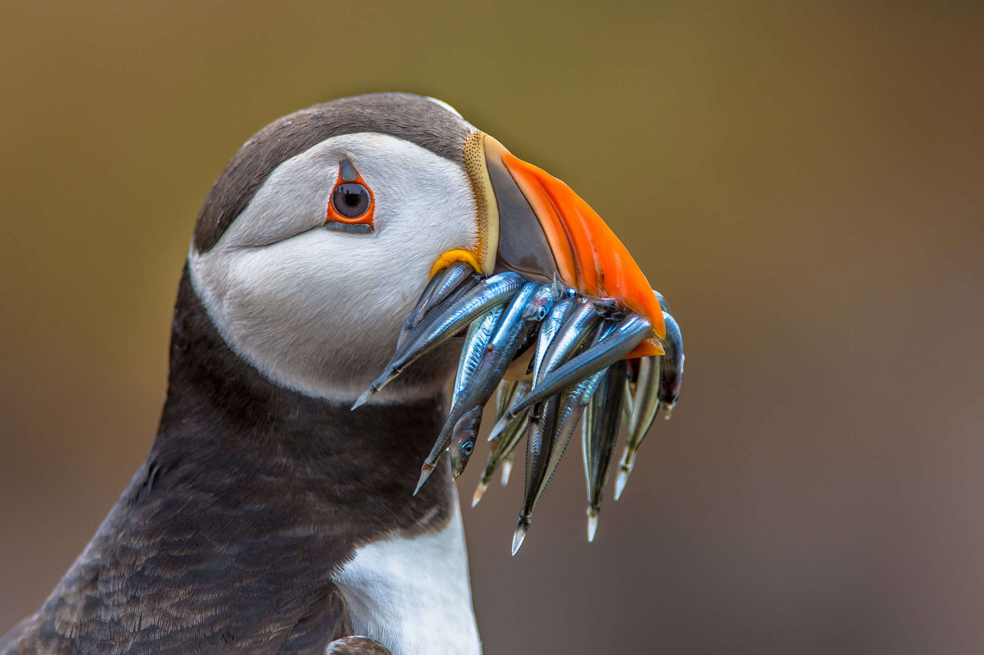 <p>Now, if you thought bears had the monopoly on Alaskan wildlife charm, hold onto your binoculars because puffins are about to steal the show. </p> <p>Puffins, with their distinctive colorful beaks (which look like they’ve raided a clown’s makeup box) and their somewhat bewildered expression, <em>are basically the supermodels of the avian world</em>. Spotting one in the wild? It’s like catching a glimpse of avian royalty. The Kenai Fjords are their runway, where they gather in colonies on the rugged cliff faces.</p> <p>Did you know that <strong>these birds are excellent swimmers</strong>, using their wings to “fly” underwater in search of fish? And here’s something that might surprise you – <strong>puffins can carry several fish in their beaks at once, thanks to their unique hinging mechanism</strong>. It’s like they’re equipped with nature’s own multi-tool.</p> <div class="wp-block-kadence-iconlist kt-svg-icon-list-items kt-svg-icon-list-items3695_b7ddfe-55 kt-svg-icon-list-columns-1 alignnone"> <ul class="kt-svg-icon-list"> <li class="wp-block-kadence-listitem kt-svg-icon-list-item-wrap kt-svg-icon-list-item-3695_a686ab-55"><span><strong>Best Time To Visit:</strong> Late Spring to Early Fall (May to September)</span></li> </ul> </div> <div class="wp-block-kadence-iconlist kt-svg-icon-list-items kt-svg-icon-list-items3695_461181-82 kt-svg-icon-list-columns-1 alignnone"> <ul class="kt-svg-icon-list"> <li class="wp-block-kadence-listitem kt-svg-icon-list-item-wrap kt-svg-icon-list-item-3695_df3227-09"><span><strong>Discover More:</strong> <em>While traversing the white tundra of Alaska, <a href="https://discoverparksandwildlife.com/animals-that-use-camouflage/">keep your eyes peeled for a master of camouflage, one very similar to the one we have on our list</a>. Can you guess which one and spot it amidst the snowy expanse?</em></span></li> </ul> </div>