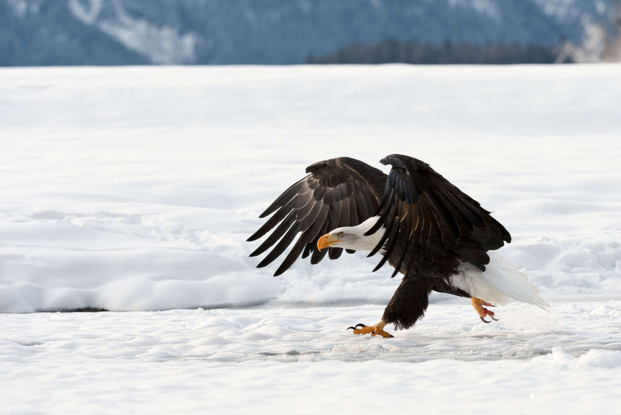 <p>Imagine a place so teeming with bald eagles that it makes America’s national emblem seem like pigeons in a city park. That’s the <a href="https://dnr.alaska.gov/parks/aspunits/southeast/chilkatbep.htm" rel="noreferrer noopener">Chilkat Preserve</a> for you, a spot where these majestic birds congregate in numbers so large that it’s as if they’re hosting their own eagle convention.</p> <p><strong>Up to 3,000 bald eagles have been known to gather here in the fall</strong>, attracted by the late run of salmon. It’s the final hoorah of salmon season, and the eagles are definitely not missing out. </p> <p>And in winter, the <strong>Chilkat River has special waters that remain unfrozen</strong>, providing a perfect fishing ground for eagles when other rivers have turned into ice rinks. Just think, you could be standing there amidst the crisp Alaskan air as eagles soar overhead and do acrobatic flips through the air, all with a backdrop of snow-capped mountains.</p> <div class="wp-block-kadence-iconlist kt-svg-icon-list-items kt-svg-icon-list-items3695_7d5d8c-1e kt-svg-icon-list-columns-1 alignnone"> <ul class="kt-svg-icon-list"> <li class="wp-block-kadence-listitem kt-svg-icon-list-item-wrap kt-svg-icon-list-item-3695_4a6d11-1d"><span><strong>Best Time To Visit:</strong> Late Fall and Winter (October to February)</span></li> </ul> </div> <div class="wp-block-kadence-iconlist kt-svg-icon-list-items kt-svg-icon-list-items3695_5d54ed-9b kt-svg-icon-list-columns-1 alignnone"> <ul class="kt-svg-icon-list"> <li class="wp-block-kadence-listitem kt-svg-icon-list-item-wrap kt-svg-icon-list-item-3695_96fbeb-de"><span><strong>Discover More:</strong> <em>For those who find the majesty of eagles and other raptors mesmerizing, <a href="https://discoverparksandwildlife.com/birds-of-kruger-national-park/">our list of birds from Kruger National Park</a> highlights a variety of species native to South Africa, drawing parallels to the wildlife you admire here in the U.S.</em></span></li> </ul> </div>