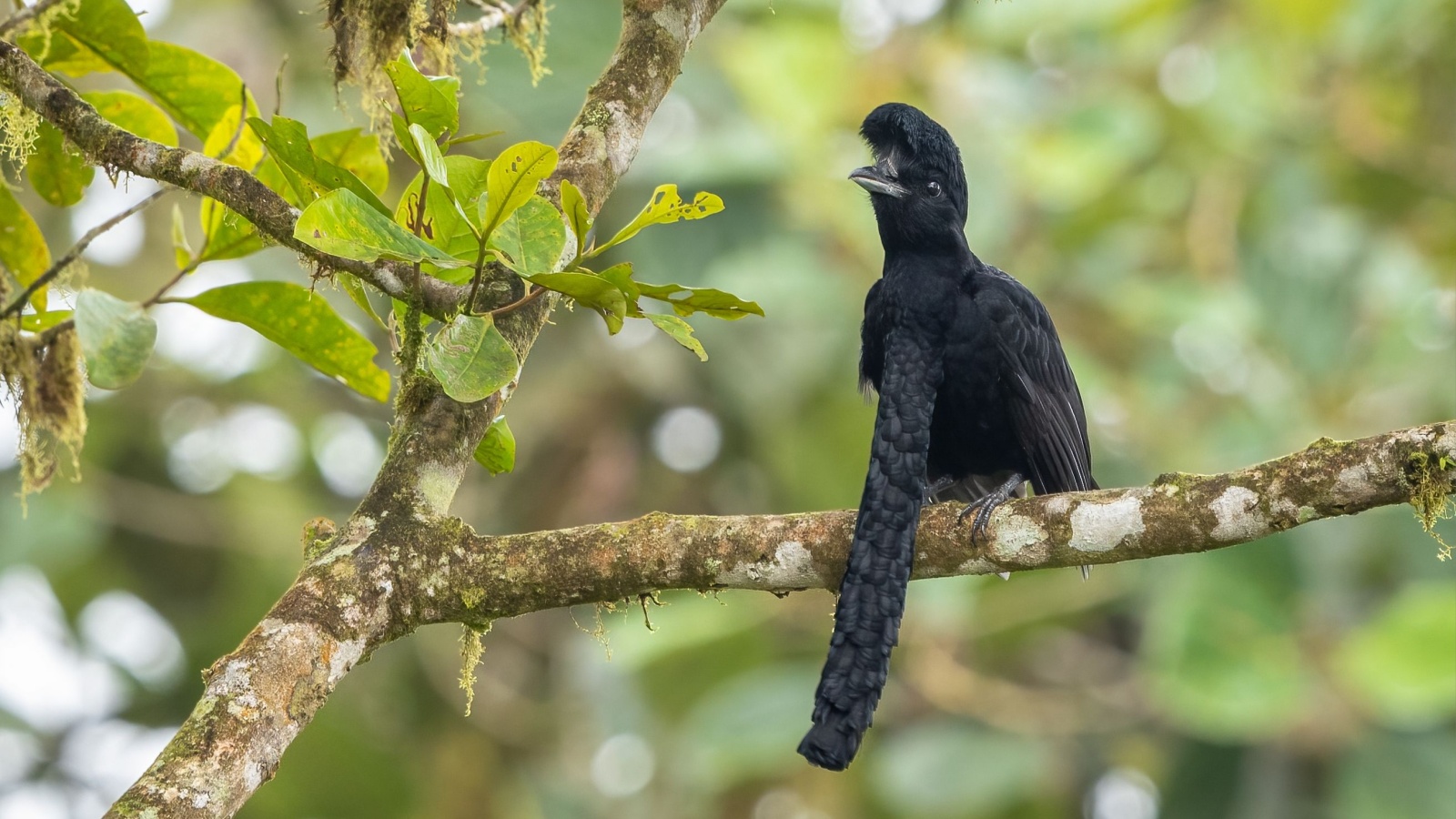 image credit: Wim Hoek/Shutterstock <p>The long-wattled umbrellabird, found in the humid forests of Colombia and Ecuador, has a large, umbrella-like crest on the top of its head and a long, inflatable wattle hanging from its neck. This wattle, which can be inflated during mating displays to attract females, makes it one of the most bizarre-looking birds in the world.</p>