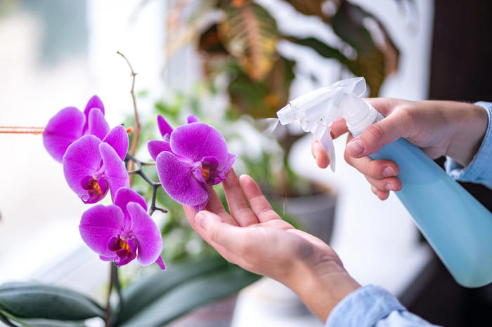 cette astuce est la meilleure de toutes pour arroser une orchidée (et la faire tenir plus longtemps)