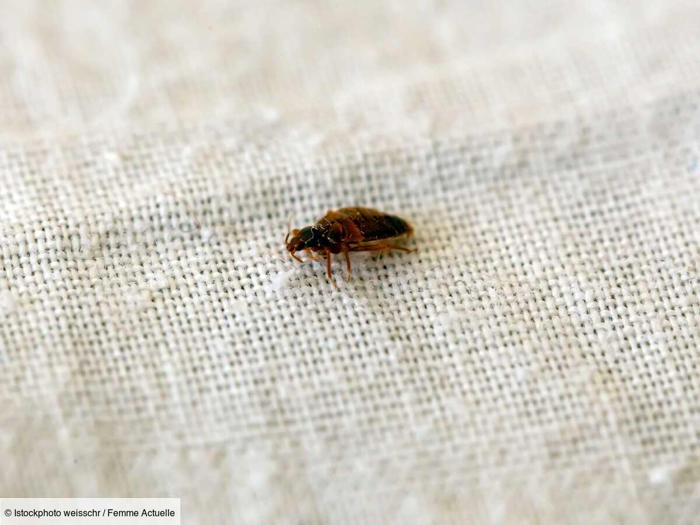 larves de punaises de lit : à quoi ressemblent-elles et comment s’en débarrasser ?