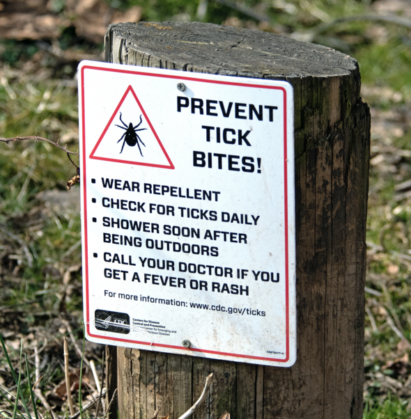 Rare Tick Borne Illness Called ‘nantucket Fever On The Rise In New England