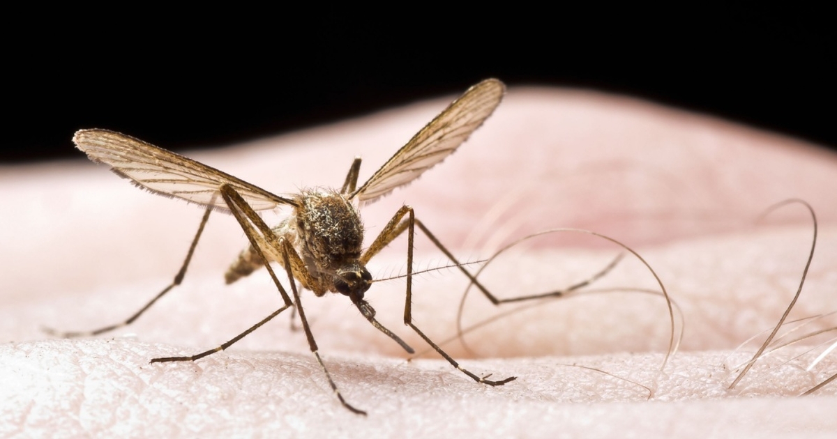 How to Find and Get Rid of Mosquitoes in Your Room