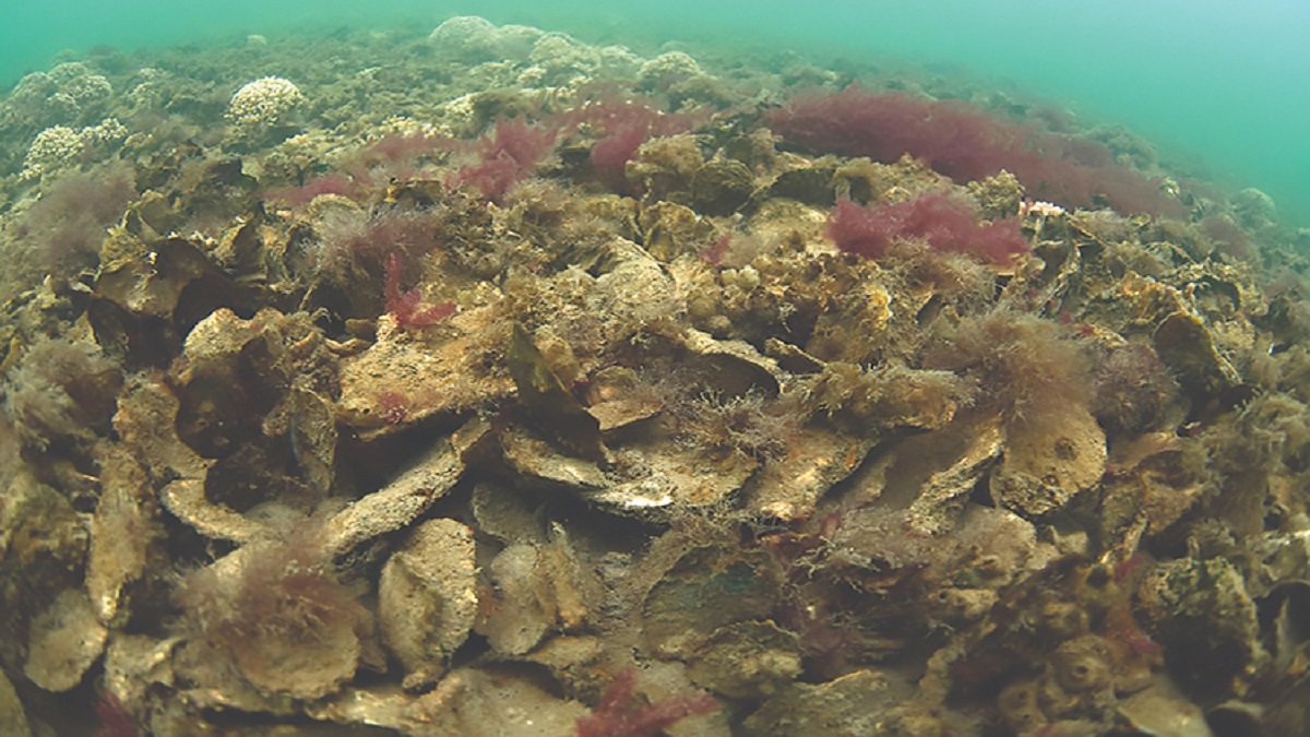 Fisheries Officials, Advocates Say Oyster Reef Restoration Project ...