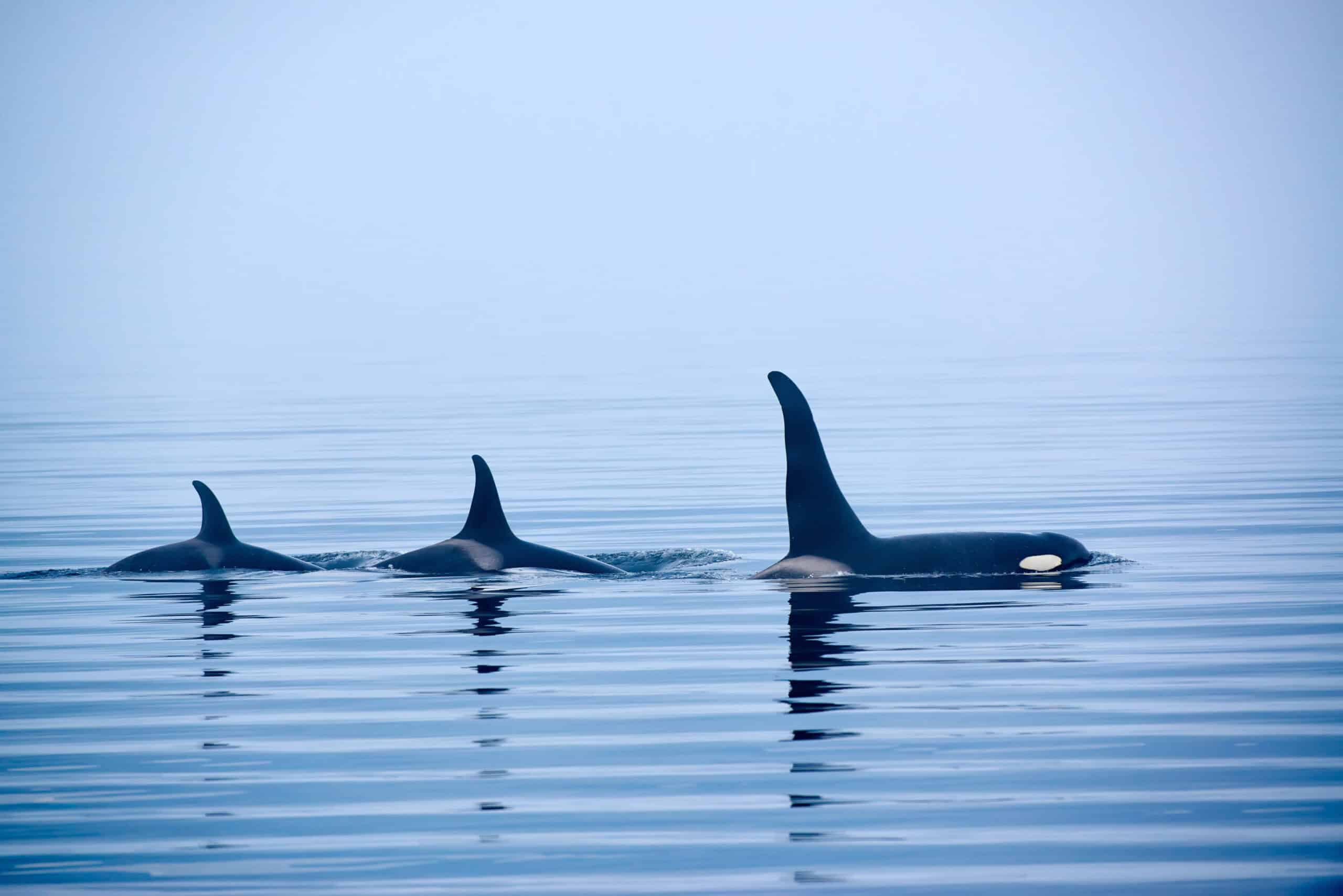 <p>Orcas inhabit all of the world’s oceans, from the polar regions to tropical seas. They are most commonly found in the Arctic, Antarctic, and along coastlines where they hunt for food.</p>           Sharks, lions, tigers, as well as all about cats & dogs!           <a href='https://www.msn.com/en-us/channel/source/Animals%20Around%20The%20Globe%20US/sr-vid-ryujycftmyx7d7tmb5trkya28raxe6r56iuty5739ky2rf5d5wws?ocid=anaheim-ntp-following&cvid=1ff21e393be1475a8b3dd9a83a86b8df&ei=10'>           Click here to get to the Animals Around The Globe profile page</a><b> and hit "Follow" to never miss out.</b>