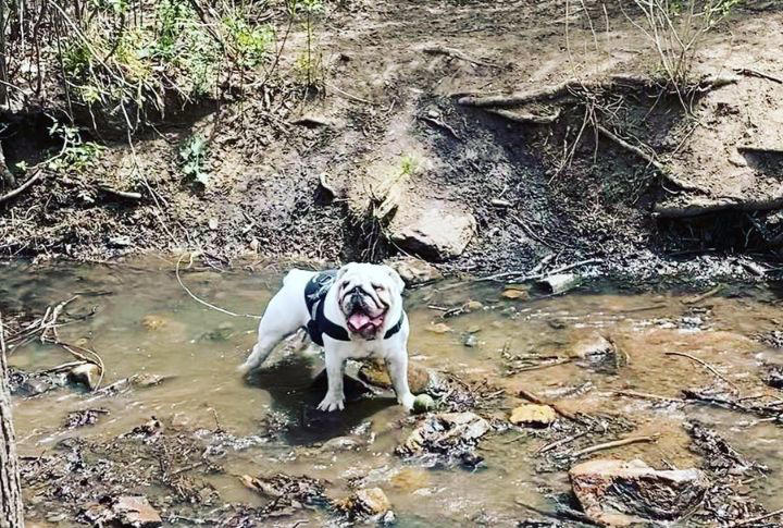 15 Best Off-Leash Dog Parks Across the US