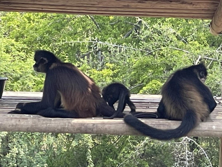 Smuggling of endangered monkeys taxing South Texas zoo