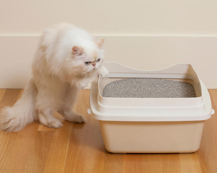 how to, amazon, how to get cat pee smell out of your home — 5 steps to solving feline mishaps