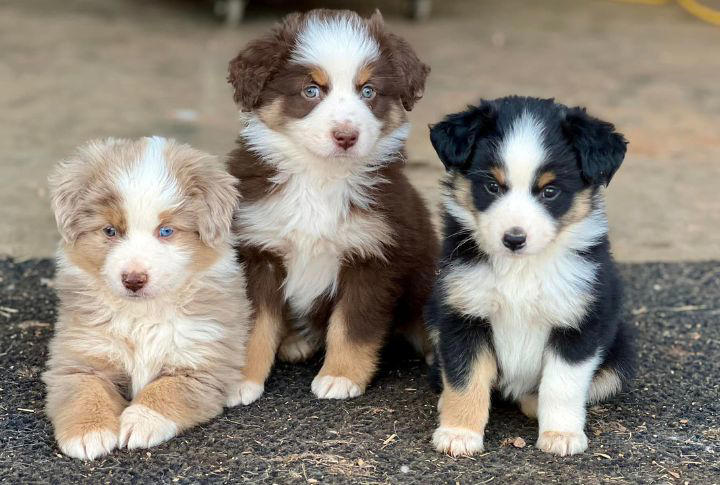 15 Must-Know Facts About the Mini Aussie