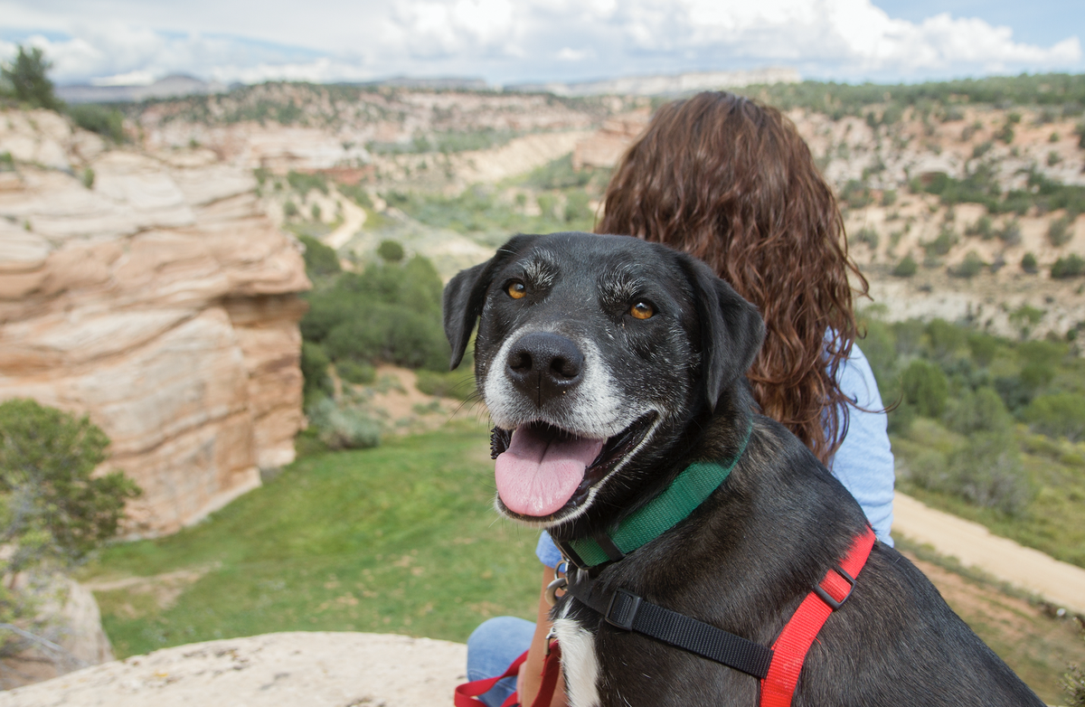 <p><strong>Distance from Zion National Park:</strong> 26 miles</p><p>Animal lovers, this one's for you. While <a href="https://bestfriends.org/sanctuary/plan-your-visit/places-stay">Best Friends Animal Sanctuary</a> may be a little farther afield from Zion, it's worth the trip for the chance to hang with the sanctuary's adorable roster of dogs, cats, horses, pigs, rabbits, and more. Plus, dog and cat residents of the sanctuary are also available for sleepovers, which means even if you leave your pets at home, you still get a chance to cuddle furry friends. There are also plenty of on-site <a href="https://bestfriends.org/sanctuary/plan-your-visit">volunteering opportunities</a>, so consider extending your Zion trip to take part.</p><p><a class="body-btn-link" href="https://go.redirectingat.com?id=74968X1553576&url=https%3A%2F%2Fwww.tripadvisor.com%2FAttraction_Review-g57030-d185088-Reviews-Best_Friends_Animal_Sanctuary-Kanab_Utah.html&sref=https%3A%2F%2Fwww.popularmechanics.com%2Fadventure%2Foutdoors%2Fg60538303%2Fbest-hotels-near-zion-national-park%2F">Shop Now</a></p>
