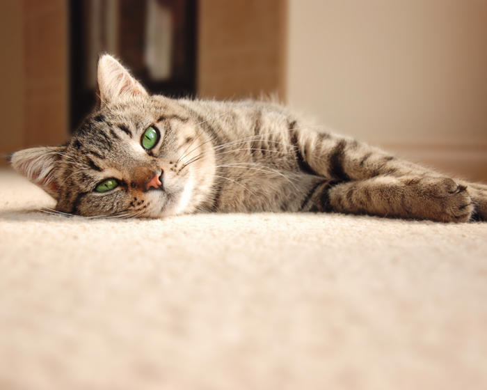 how to, amazon, how to get cat pee smell out of your home — 5 steps to solving feline mishaps