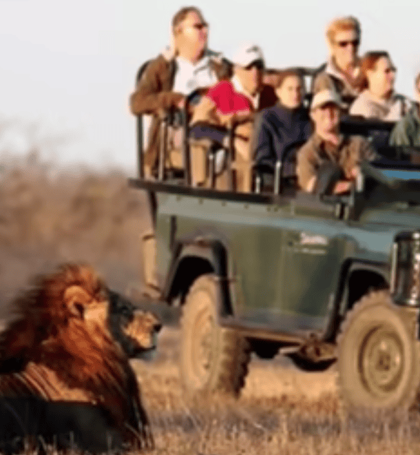 <p>Lions living in popular safari regions become acquainted to the presence of vehicles. They learn that these large, mobile objects do not pose a threat and often ignore them entirely. This habituation is a result of repeated exposure without any negative consequences, leading lions to associate safari vehicles with neither danger or food.</p>           Sharks, lions, tigers, as well as all about cats & dogs!           <a href='https://www.msn.com/en-us/channel/source/Animals%20Around%20The%20Globe%20US/sr-vid-ryujycftmyx7d7tmb5trkya28raxe6r56iuty5739ky2rf5d5wws?ocid=anaheim-ntp-following&cvid=1ff21e393be1475a8b3dd9a83a86b8df&ei=10'>           Click here to get to the Animals Around The Globe profile page</a><b> and hit "Follow" to never miss out.</b>