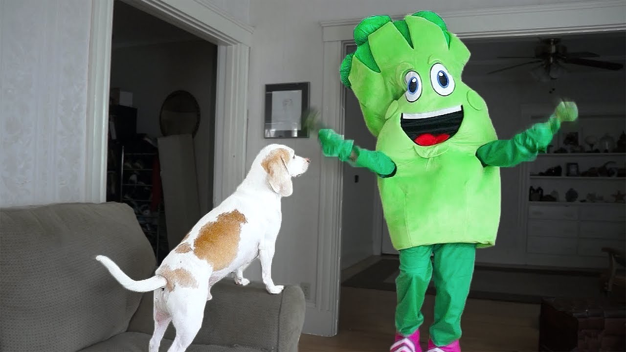 Dog Surprised By Giant Broccoli Prank: Funny Dogs Maymo & Potpie