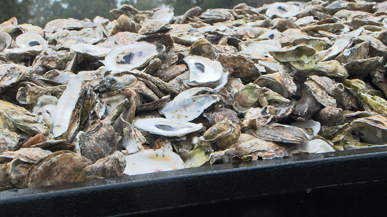 SCDNR closes shellfish harvesting season, searches shell recycling ...