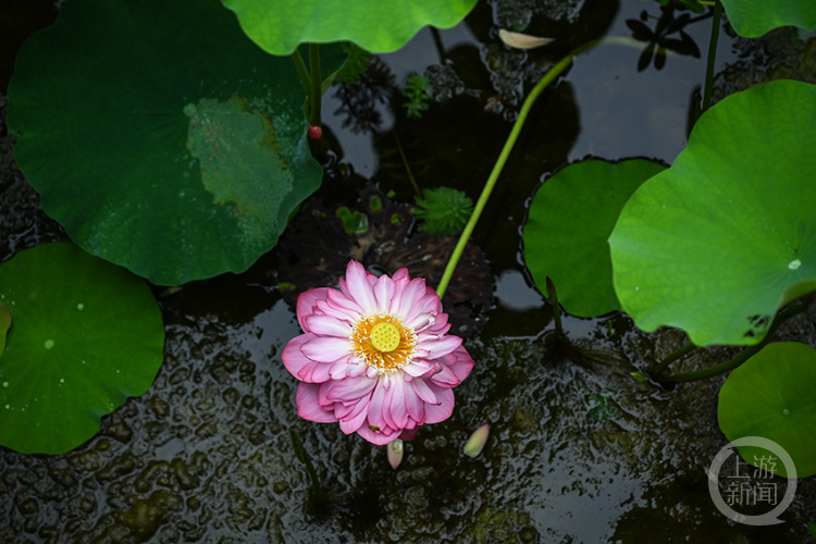 沐仙湖公园荷花盛开，夏季赏荷正当时