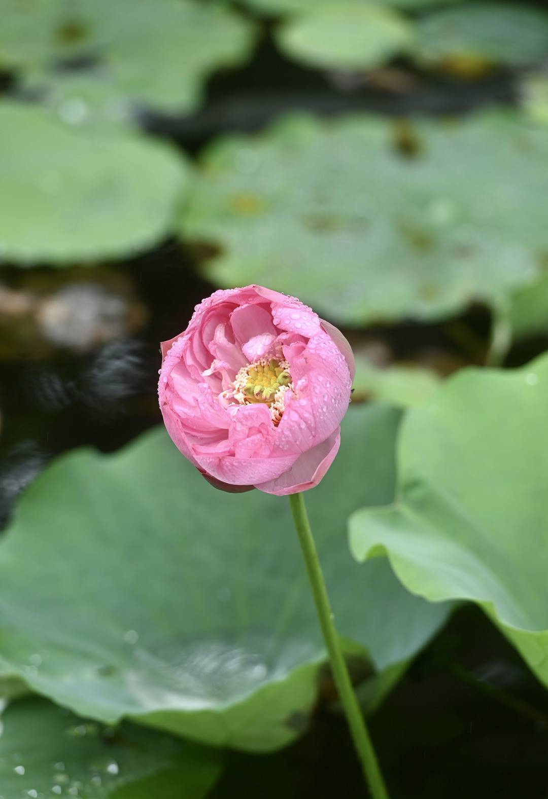 细雨下盛放的荷花美如画丨图集