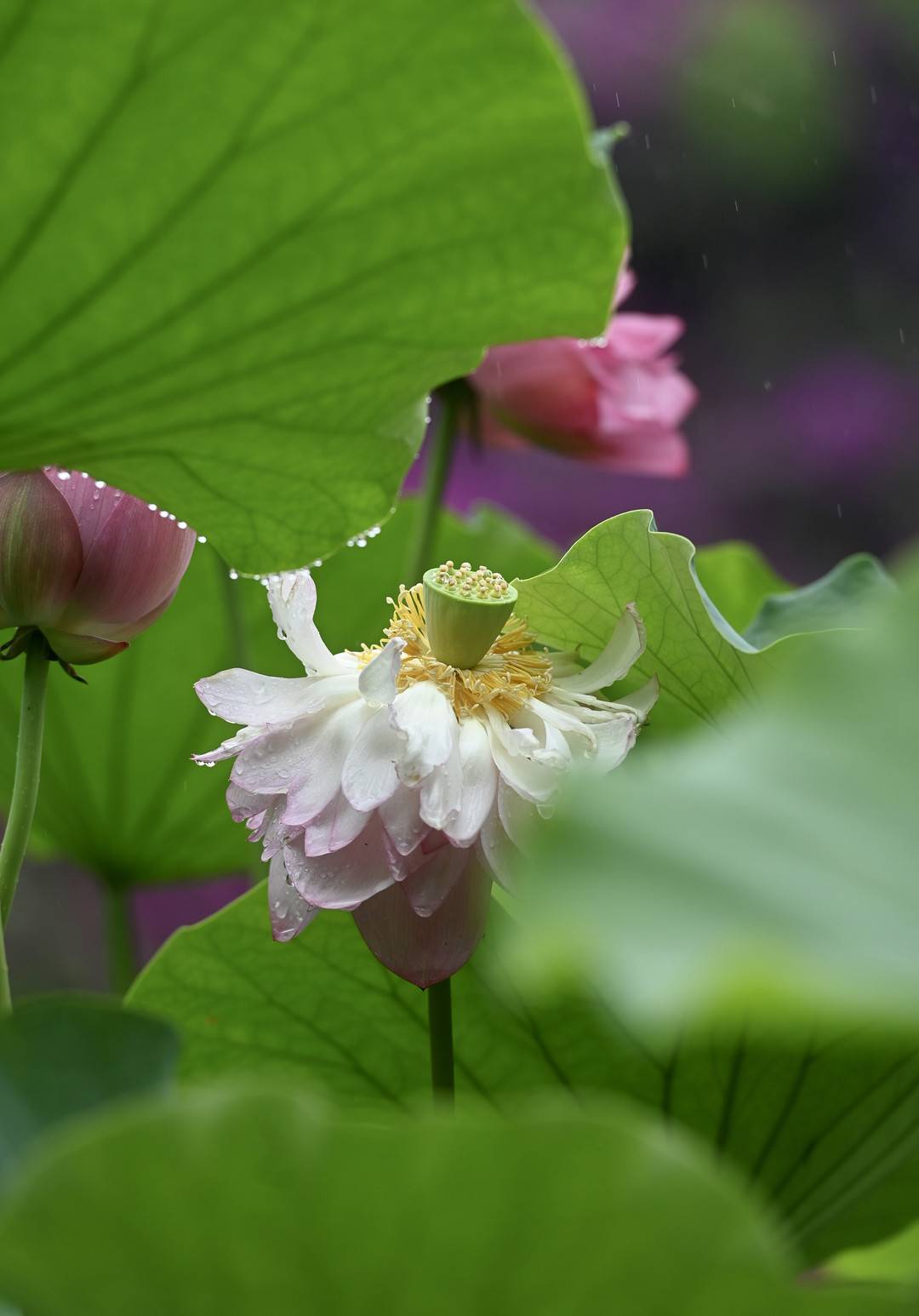 细雨下盛放的荷花美如画丨图集