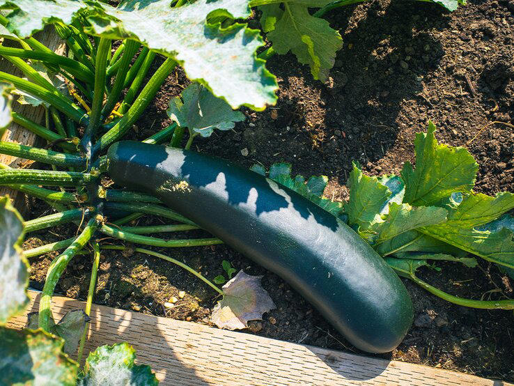 zucchini düngen: genialster dünger kommt aus der küche und landet sonst im müll