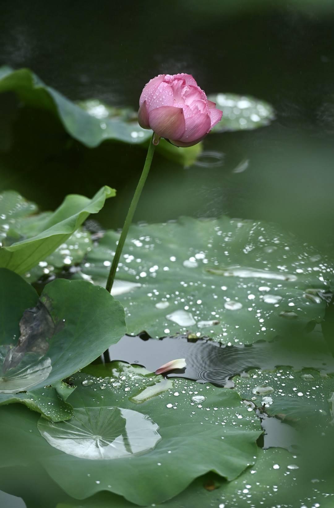 细雨下盛放的荷花美如画丨图集