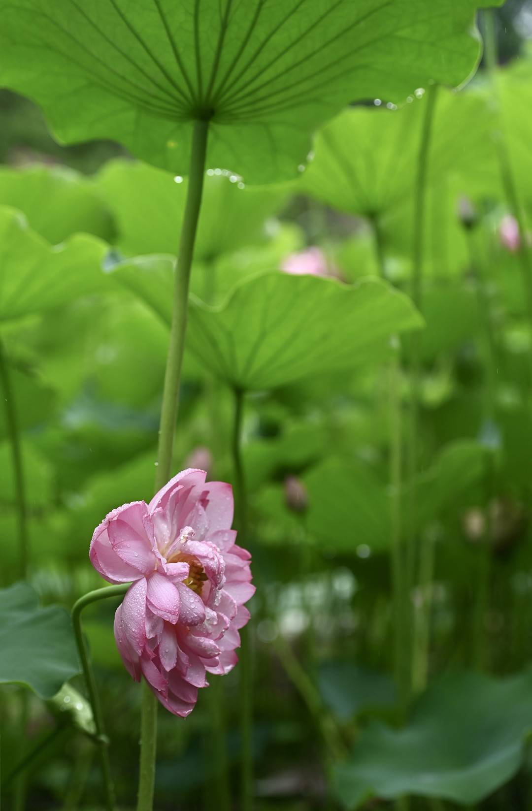 细雨下盛放的荷花美如画丨图集