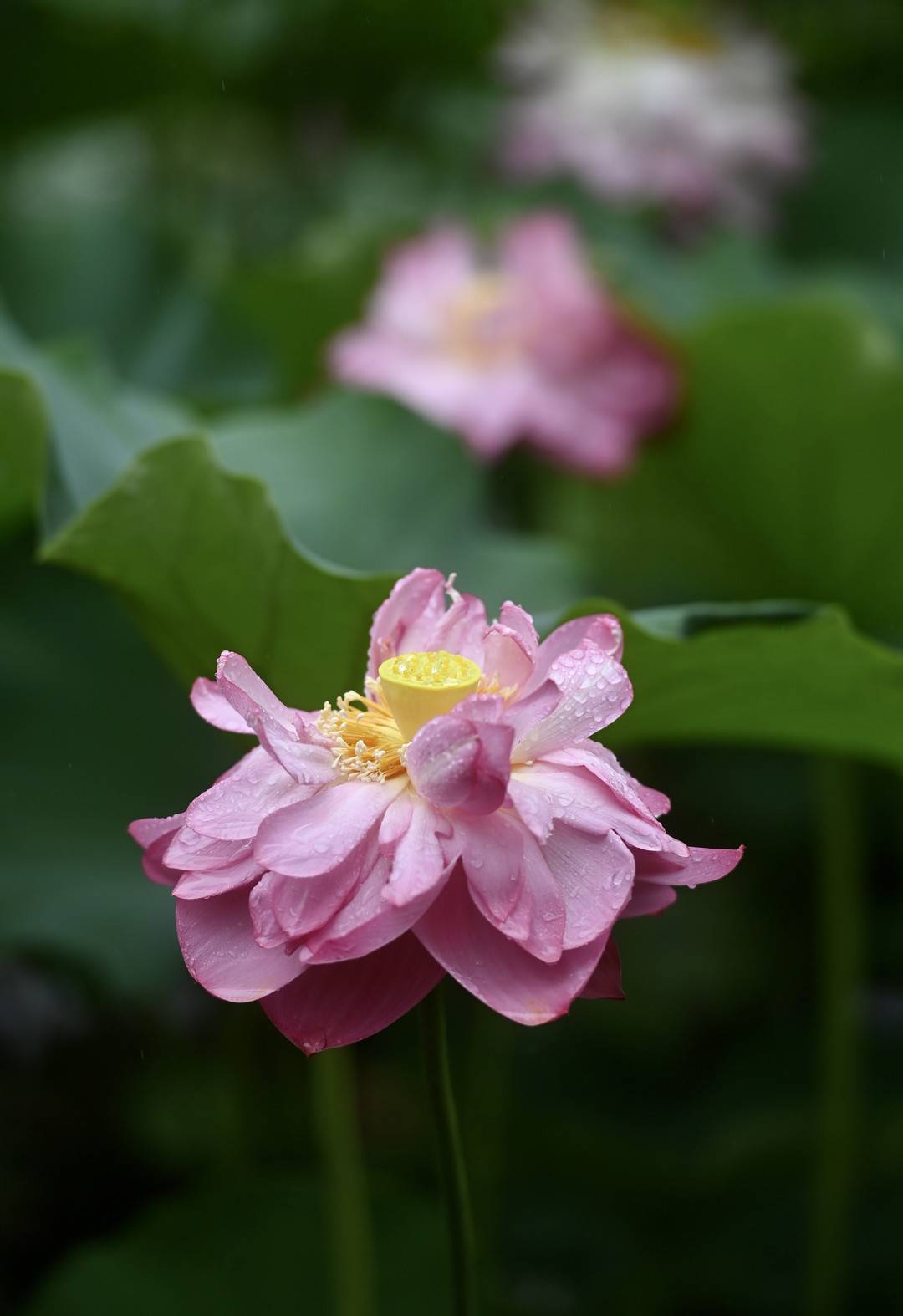 细雨下盛放的荷花美如画丨图集