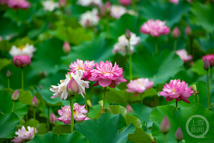 沐仙湖公园荷花盛开，夏季赏荷正当时