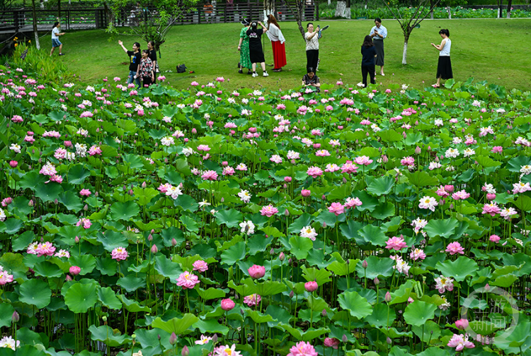 沐仙湖公园荷花盛开，夏季赏荷正当时