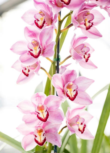 der perfekte dünger für orchideen? dieses einfache hausmittel!